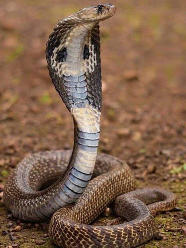 what is the fastest speed of king cobra